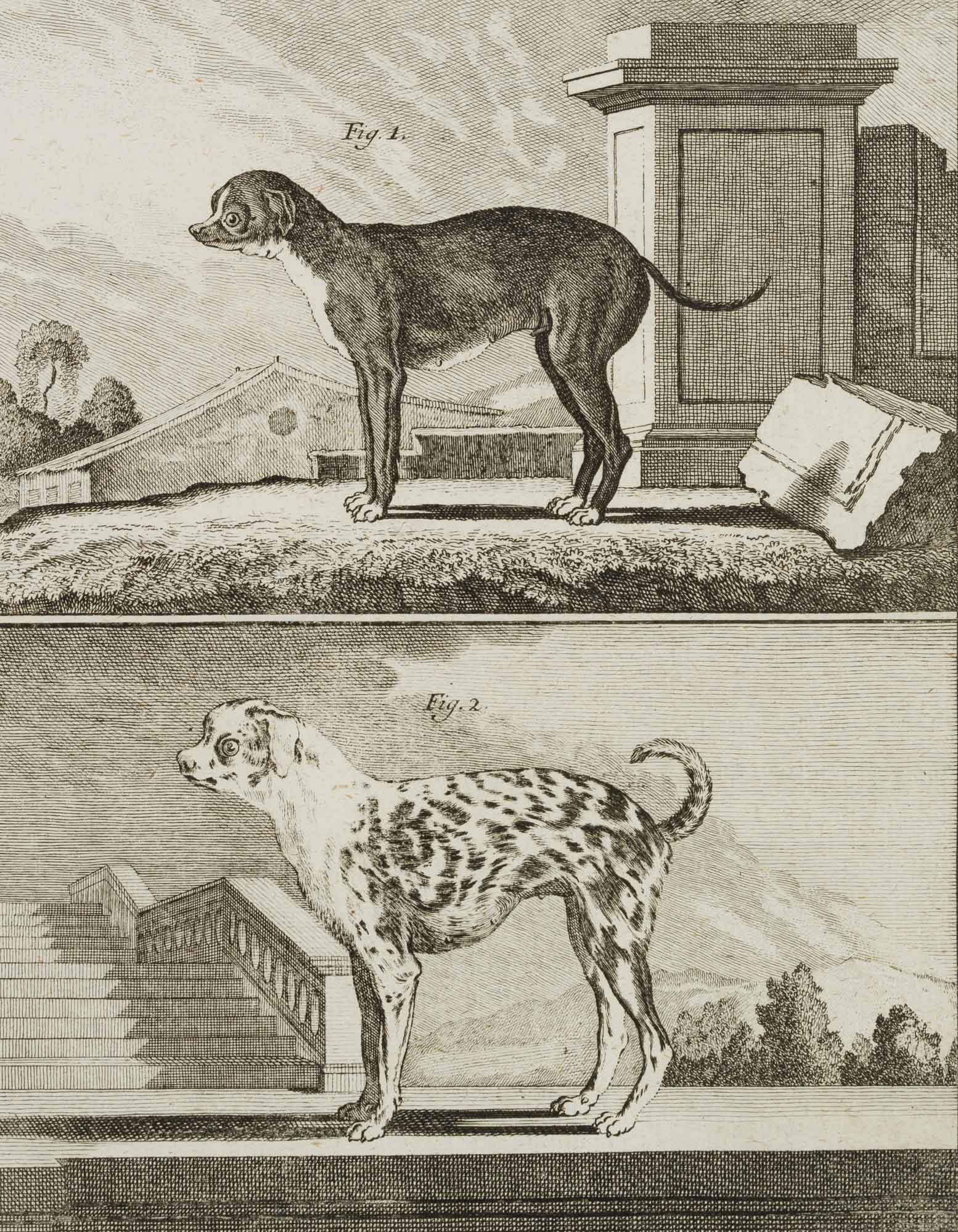 SÈVE, �Kleiner Dänischer Hund�. Enzyklopäd. Darstellung, 18. Jh